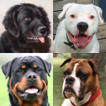 Download Dogs Quiz - Guess Popular Dog Breeds in the Photos 3.0 APK For Android Apk