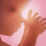 Download Pregnancy + 5.5 APK For Android Apk