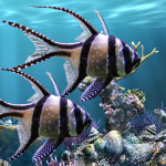 Download The real aquarium - Live Wallpaper 2.30 APK For Android Apk