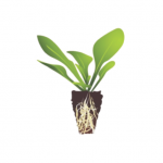 Download Agriplugs- Plugs de Flores e Plantas Ornamentais 1.4 APK For Android Apk