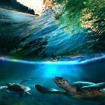 Download Nature Wallpapers 2.0 APK For Android Apk