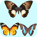 Download Follow the butterfly 1.0 APK For Android Apk