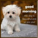 Download GOOD MORNING GIF STICKERS 1.1.4 APK For Android Apk