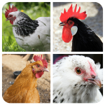 Download Hen matching game 1.0 APK For Android Apk