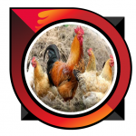 raising chicken joper 6.0 APK For Android