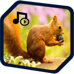 Download squirrel  ringtones, squirrel  sounds 1.2 APK For Android