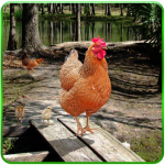 Download Hen Family Simulator 2.0 APK For Android Apk