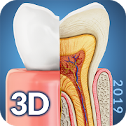 Dental Anatomy 2.0 Apk