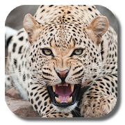 Leopard Live Wallpaper 1.2.0 Apk