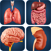 My Organs Anatomy 2.8 Apk