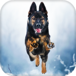 Download German Shepherd Live Wallpaper - backgrounds hd 15.0 APK For Android Apk