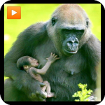 Download Mammals documentaries nature 4.0.0 APK For Android Apk