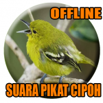 Download Suara Burung Cipoh Gacor 1.0 APK For Android Apk