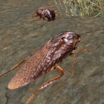 Download Cockroach Simulator - animal game 2.8 APK For Android Apk