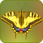 Download Butterfly Wallpaper 1.07 APK For Android Apk