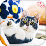 Download Cute Cat Live Wallpaper : backgrounds hd 15.0 APK For Android Apk