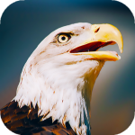 Download Eagle Wallpapers HD & 4k Backgrounds 2.0 APK For Android Apk