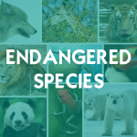 Download Endangered Species 1.2.2 APK For Android Apk