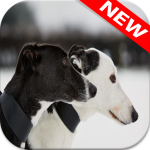 Download 🐕 Greyhound Wallpapers 3.0.0 APK For Android Apk