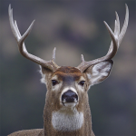 Hunting Camera Pro 1.0.3 APK For Android