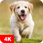 Download Dog Wallpapaers & Puppy Backgrounds 5.0.6 APK For Android Apk