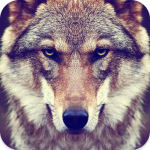 Download Wolf Sounds 1.4 APK For Android