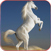 Download Horse Wallpapers 4K 1.1 Apk for android Apk