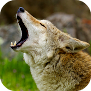 Download Coyote Sounds 2.0 Apk for android Apk