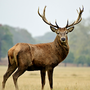 Download Deer Sounds 1.0 Apk for android Apk