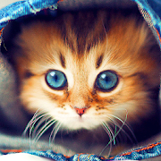 Cute Cats Live Wallpaper 5.1