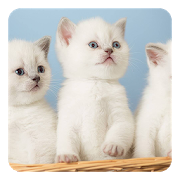 Download Kittens Live Wallpaper 4.0 Apk for android Apk