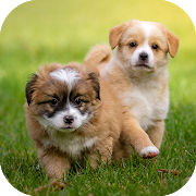 Download Puppy Wallpapers HD 3.0 Apk for android Apk