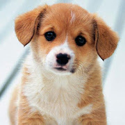 Download Cute puppies Wallpapers 1.1.09.21.puppies Apk for android Apk