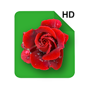 HD Rose Flowers Live Wallpaper 2.1