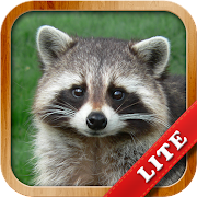 Download Animals for Kids 8.3 Apk for android