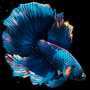 Download Betta Fish 7.0 and up Apk for android