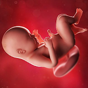 Download Pregnancy Week by week 1.00006 Apk for android