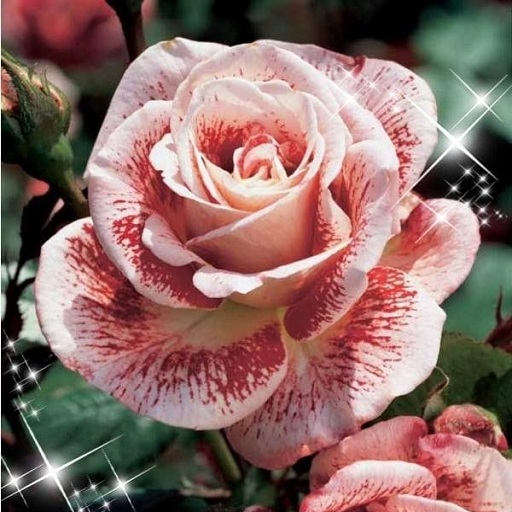 Download Beautiful roses 1.0.1 Apk for android