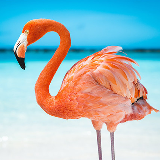 Download The Flamingo 1.0.5 Apk for android Apk