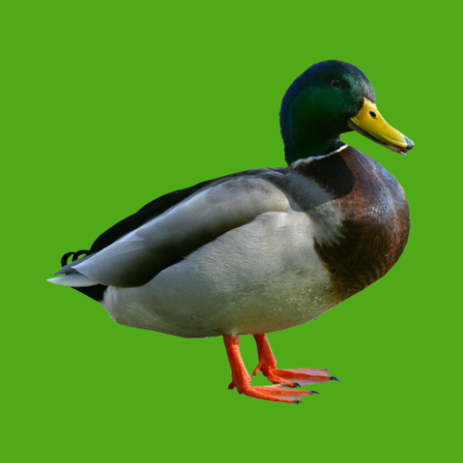 Download leurre de canard progressif 0.13.27.0923 Apk for android