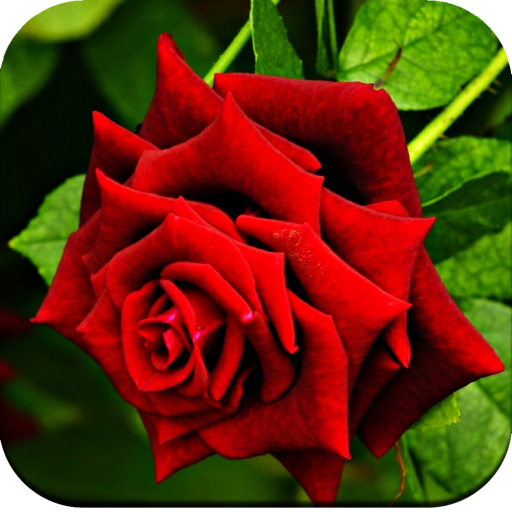 Download Rose Wallpaper HD 1.08 Apk for android Apk