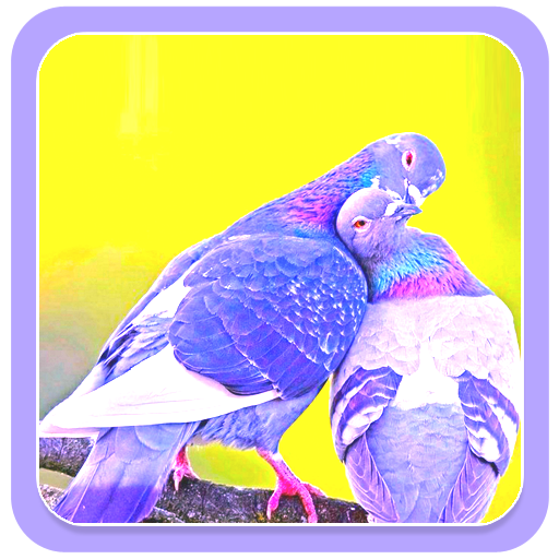 Download Beautiful Birds Wallpapers 1.0.1 Apk for android