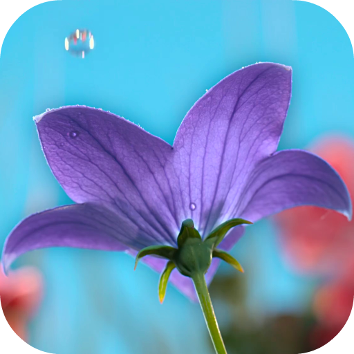 Download Flowers Video Wallpaper Live 4.0 Apk for android Apk