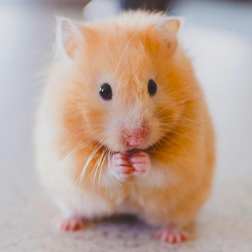 Download Fonds d'écran hamster 1.0.0 Apk for android