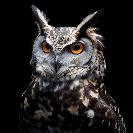 Download Hibou HD Fonds d'écran 1.0.0 Apk for android