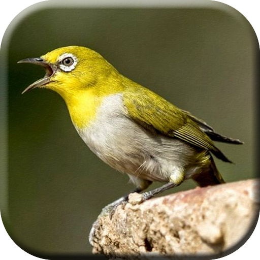 Download Suara Pikat Burung Pleci Ampuh 8.0.0 Apk for android