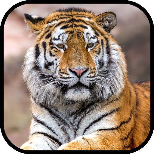 Download Tiger Wallpapers 8.0.0 Apk for android